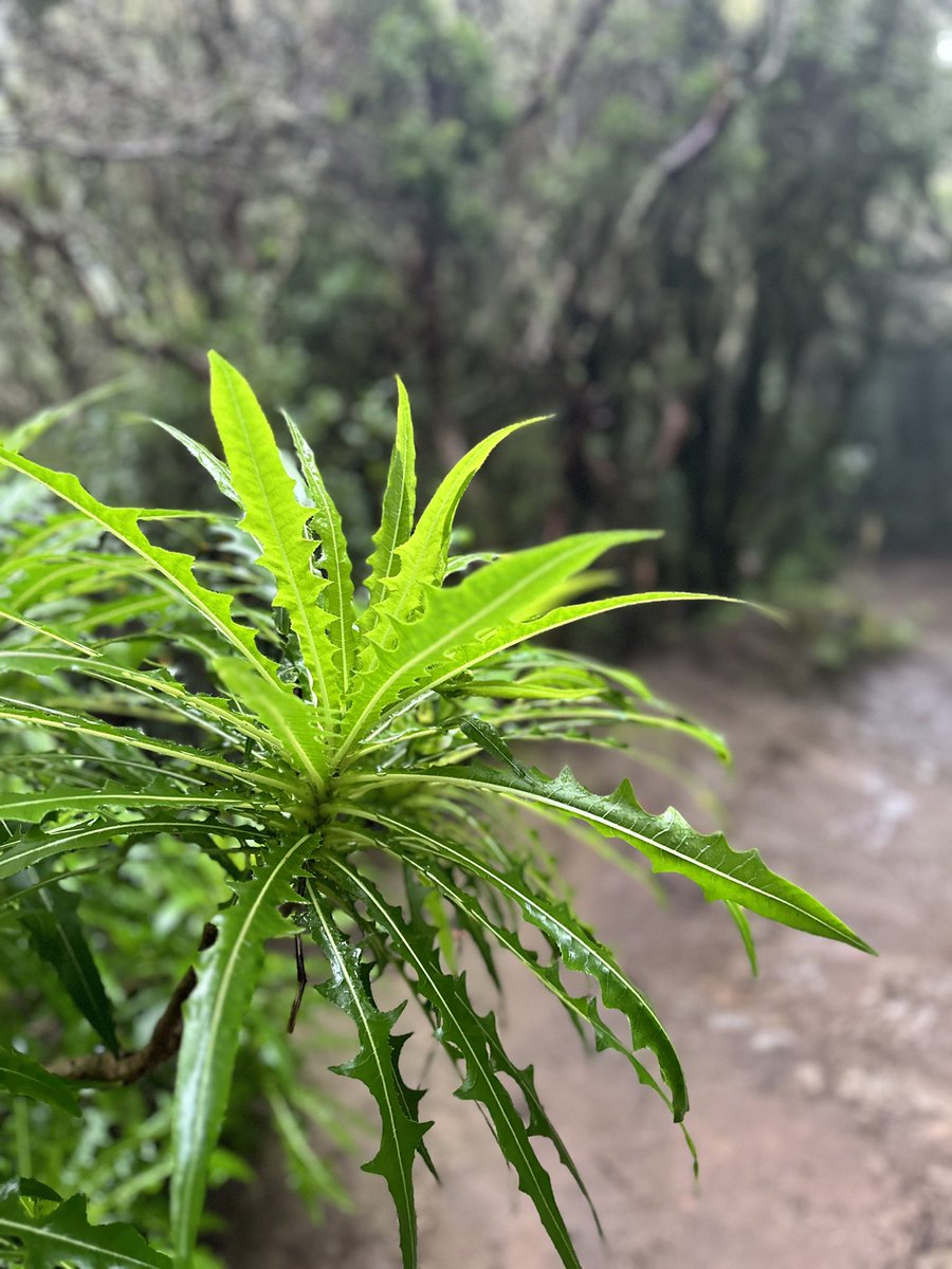 pasaporteblog tweet media