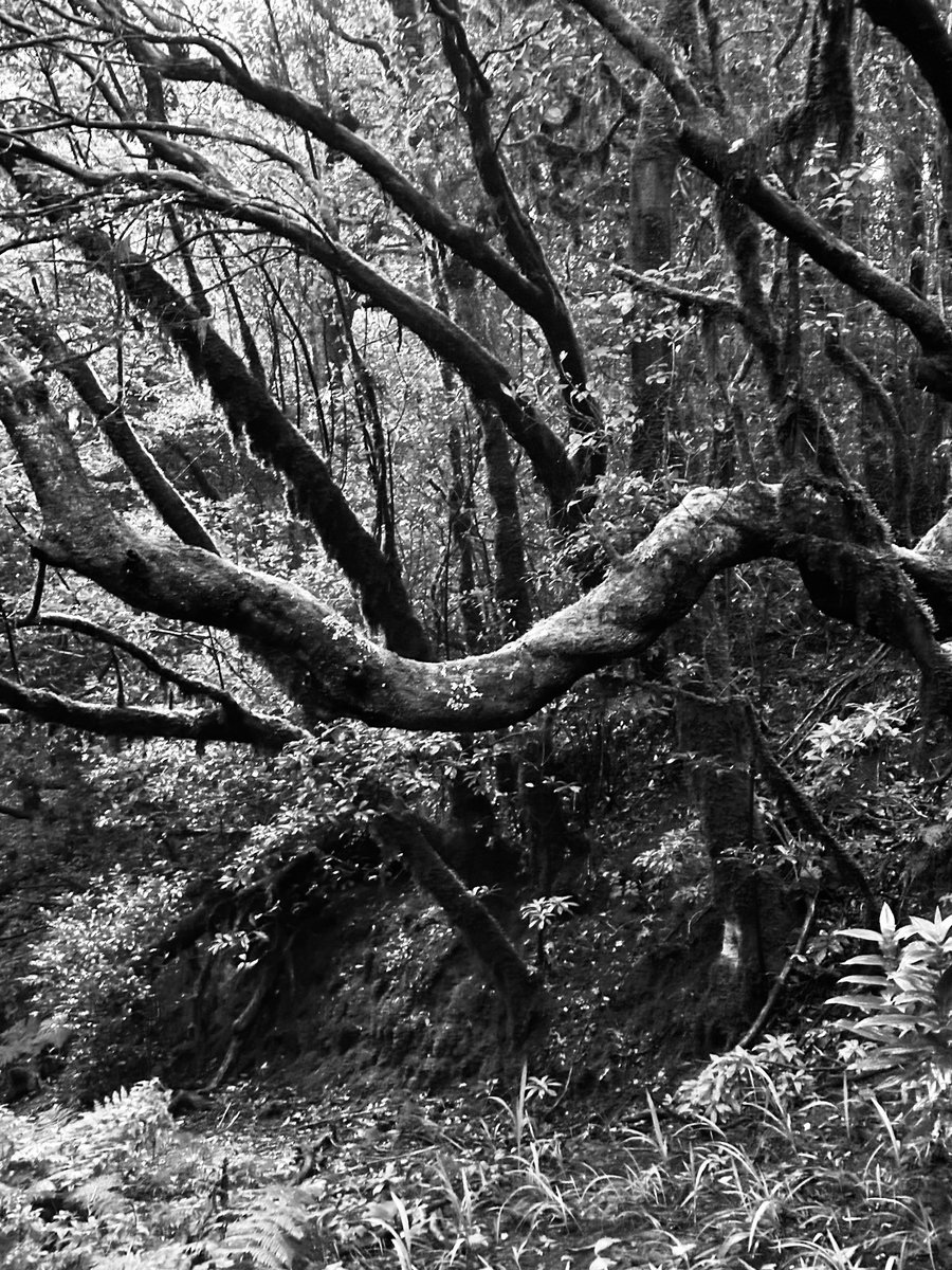 pasaporteblog tweet media