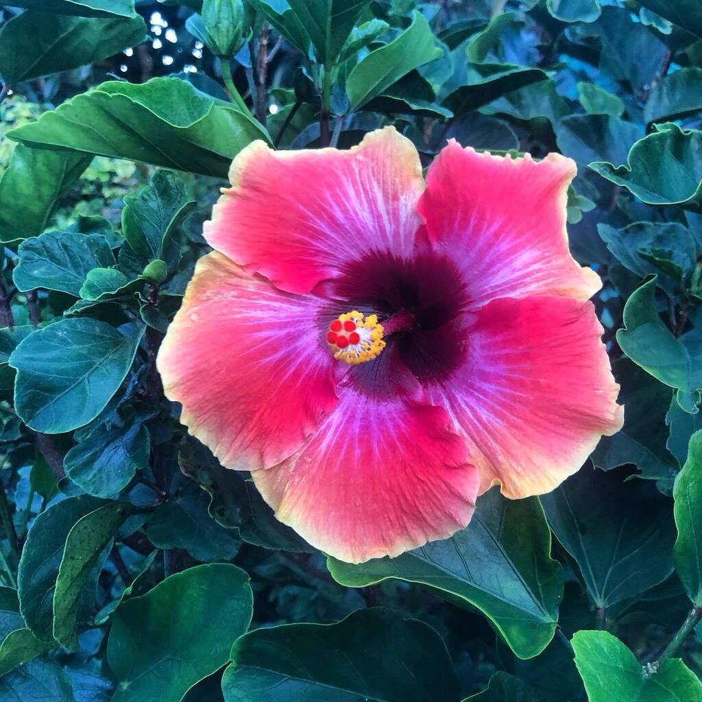 mytropicalhome's tweet photo. Bright morning to all #amapola #hibiscus #growfood #organic #growingorganically #organicgardening #permaculture #homestead 🇵🇷🌴☀️ https://t.co/Rp1TNoLb3b https://t.co/8CSJRniYY7