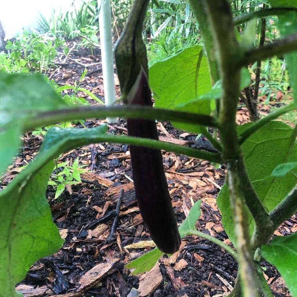 mytropicalhome's tweet photo. Eggplants 🍆 coming soon #growfood #organic #growingorganically #organicgardening #permaculture #homestead 🇵🇷🌴☀️ https://t.co/z8WRpIyKFx https://t.co/Mr9qwj1M8n