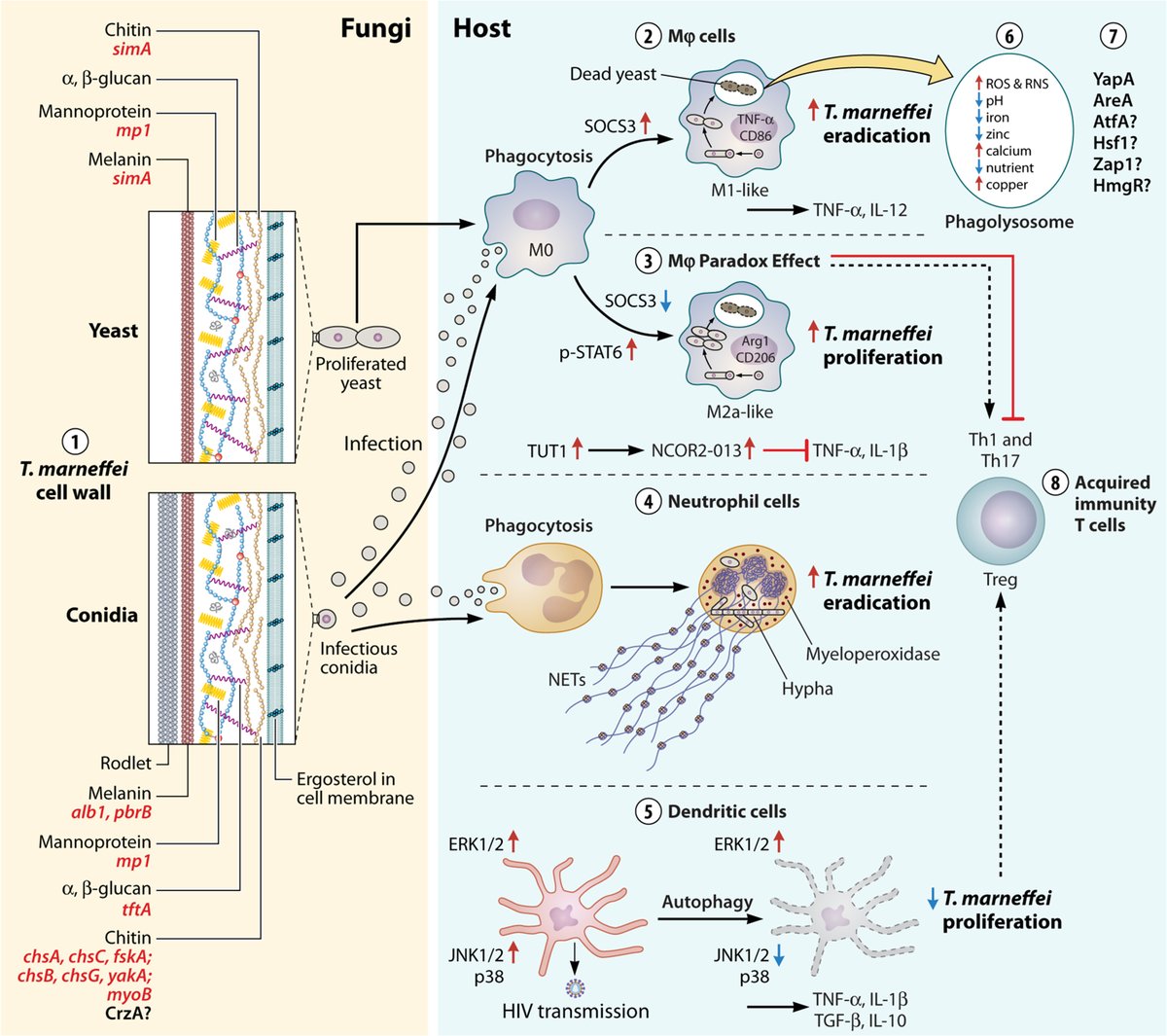 An Overlooked and Underrated Endemic Mycosis—#Talaromycosis and the Pathogenic Fungus #Talaromyces marneffei

New in #ClinMicroRev 

journals.asm.org/doi/10.1128/cm…