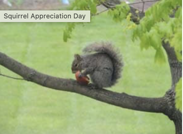 KidsKreations's tweet image. Squirrel Appreciation Day is an opportunity to enjoy and appreciate your tree-climbing, nut-gathering neighborhood squirrels. #squirrel #nutgathering #wildlife #animals #saturday #relax #kidskreations
 🐿️ 🌰 🐿️
