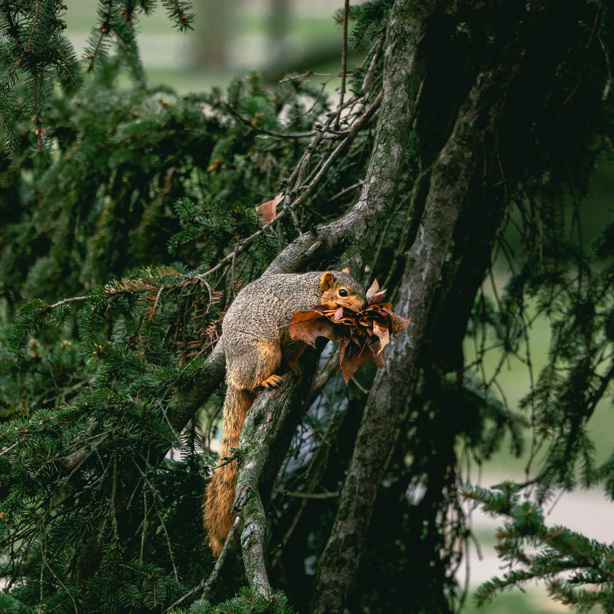 Spartan squirrels have main character energy. ✨