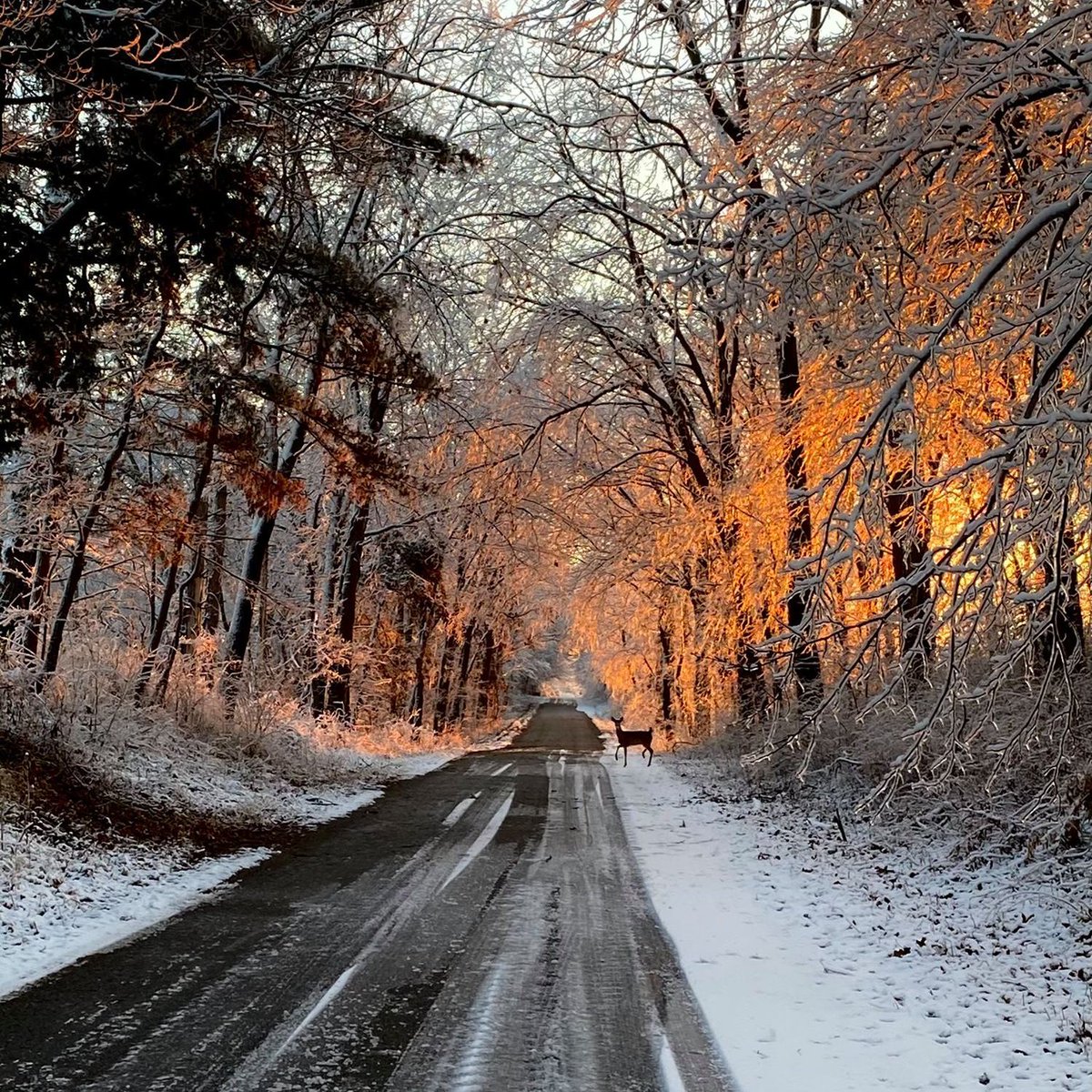 Experience winter's magic at Chautauqua National Wildlife Refuge in Illinois. ❄️ 

With over five miles of hiking trails, observation decks and boat access, this national wildlife refuge offers many excellent opportunities to reconnect with our natural surroundings.