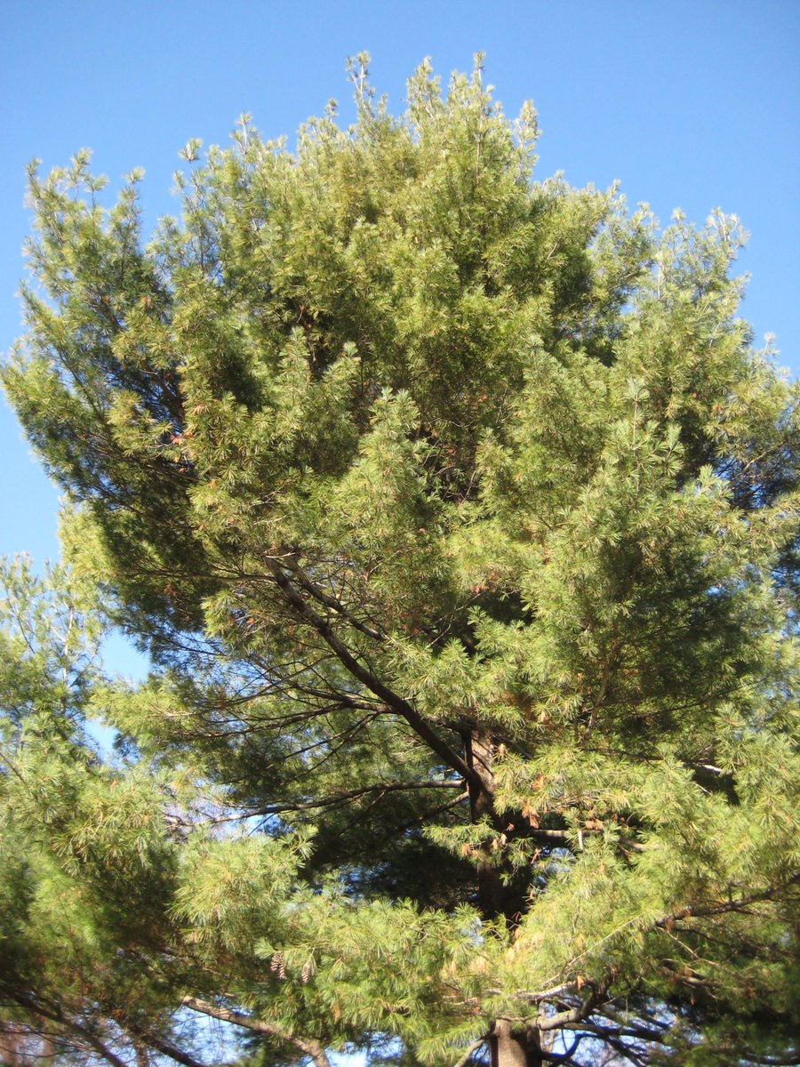 TreesNewYork's tweet photo. #WhitePine, #PinusStrobus, is 1 of our most common #pinetrees in NYC. Look for them in NYC’s #Parks and wild areas, sometimes even in back yards. #FUNFACT: Their tall, straight trunks were favored for #shipmasts. The USS Constitution’s first #masts were #WhitePineTrunks! https://t.co/tdIVfERRom