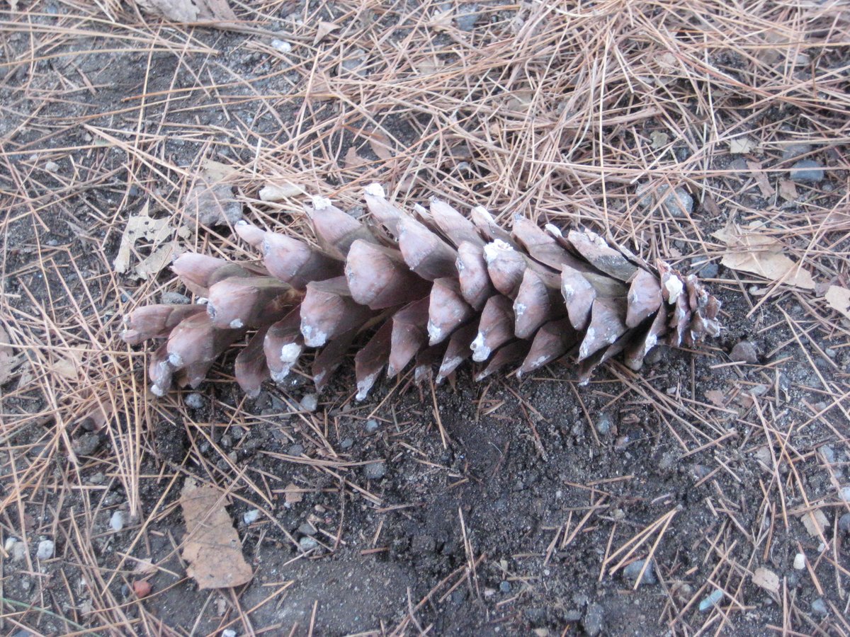 TreesNewYork's tweet photo. #WhitePine, #PinusStrobus, is 1 of our most common #pinetrees in NYC. Look for them in NYC’s #Parks and wild areas, sometimes even in back yards. #FUNFACT: Their tall, straight trunks were favored for #shipmasts. The USS Constitution’s first #masts were #WhitePineTrunks! https://t.co/tdIVfERRom