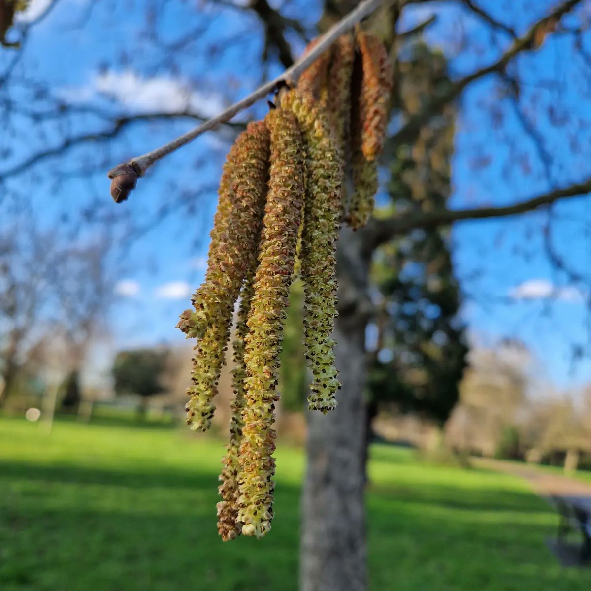 gerrievannoord's tweet image. gorgeous #proofing break, with #ice and #gorse, #catkins and #oldmansbeard #basking in the #wintersun, and a top session with @fitforlifehealth and a bit of a #freshairboogie
