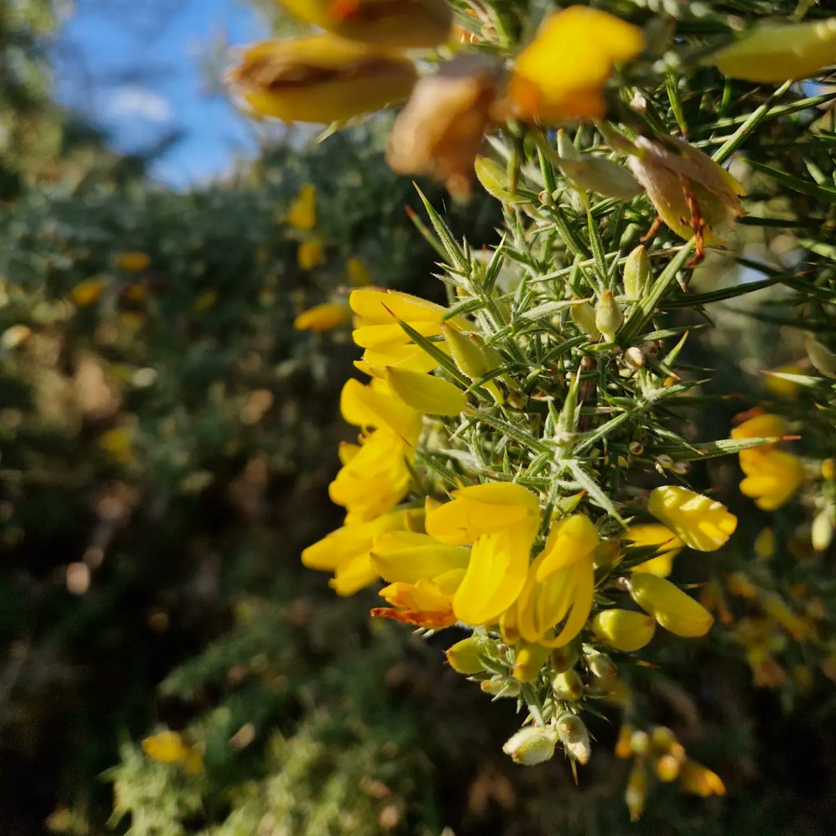 gerrievannoord's tweet image. gorgeous #proofing break, with #ice and #gorse, #catkins and #oldmansbeard #basking in the #wintersun, and a top session with @fitforlifehealth and a bit of a #freshairboogie