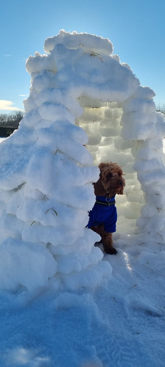 Had a good morning playing in the sn...ice! #denbuilding #igloo #snow