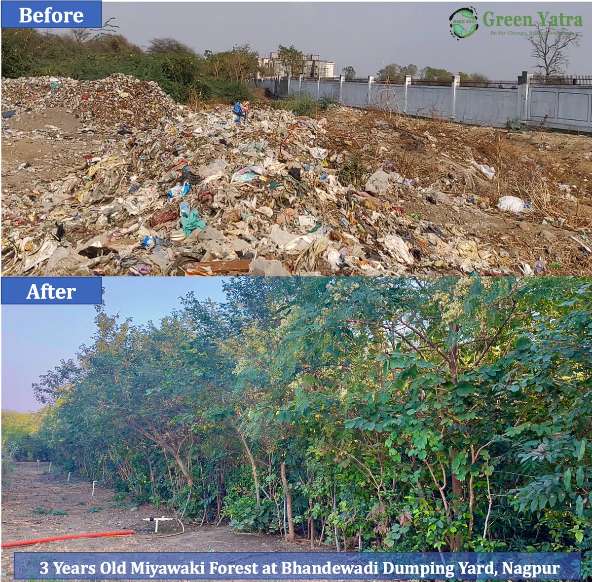 Greenyatra's tweet image. #DumpingYard to #MiyawakiForest

Dumping Yards are big issue in Mega cities and we love to convert them into #UrbanForests.

3 Years Old #UrbanForest at #Bhandewadi Dumping Yard, #Nagpur 

Thank you @ngpnmc @radhakrishnan11 for your valuable support to develop this #UrbanForest.