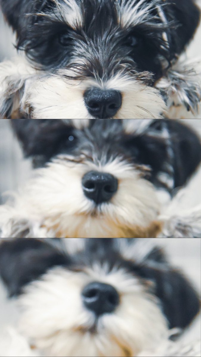RADwimper_Y's tweet photo. My partner 🐶❣️
 #ミニチュアシュナウザー https://t.co/sPAYyPjkXQ