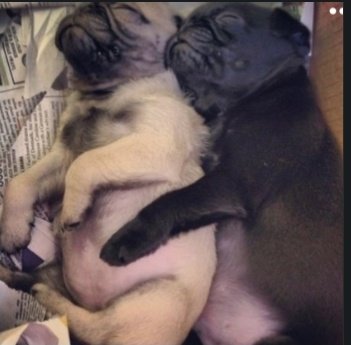 MomGuppy's tweet photo. My luv @MisterPemberto1!!!  The pugparazzi 📸📸📸 snapped photos of us during movie night! 😳😳😳
❤️Lilibet https://t.co/6t6UF413dU