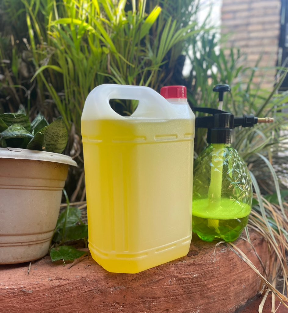 tetocris's tweet image. Pulverizador con Citronela Natural Puro p/ mosquitos,insectos Chau dengue y chikungunya Facil de usar . Me ayudan a vender 0971244181🙏🏻60.000mil kit @pipinocuevas23 @GuillDomaniczky @Santula @LuisBareiro @CarmiMasi @jotabernabe @gonzalezzelada @marceloburgosf