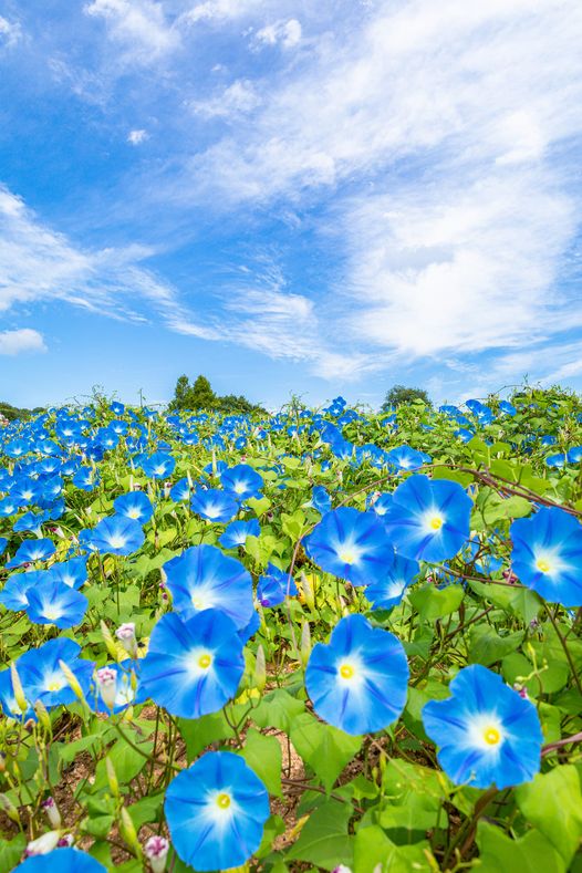 歐陽健勝 (@orthopaedicsur6) on Twitter photo 