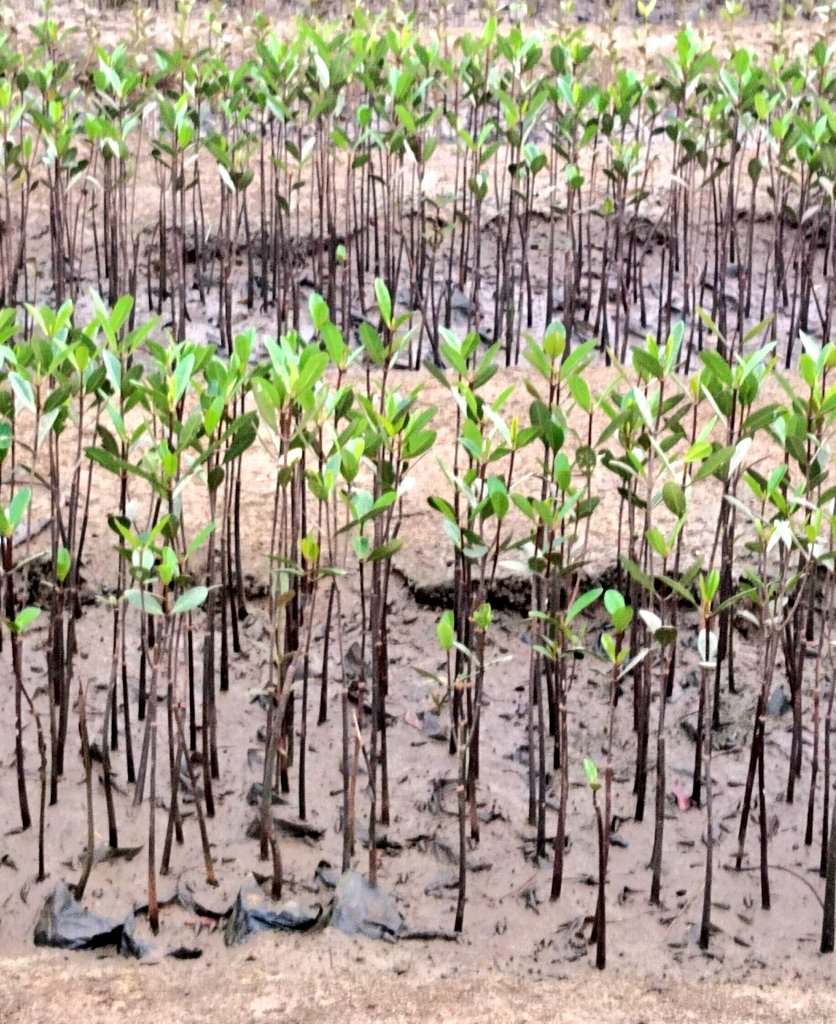 Happiness is living your favourite moment. This afternoon in our Mangrove Nursery.

#MarineConservation #Odisha #MangroveForClimateChange #ClimateChampionNetwork #GenerationUnlimited #climatechangeisreal #climateresilience #NatureBasedSolution #YouthForMangroves

@OdishaSeaTurtle