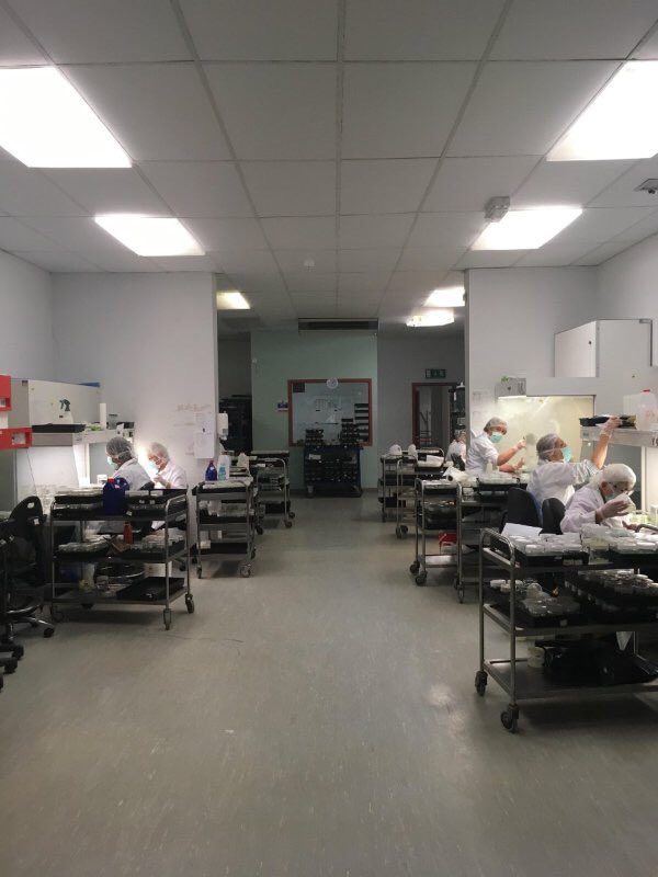 Cordyline Red Star plant lets ready for greenhouse, a fantastic garden and container plant 100% Irish grown here in our own plant Micropropagation facility and propagation greenhouses here in Ireland. One of our selected MyPlant varieties for container gardening. #garden #plants