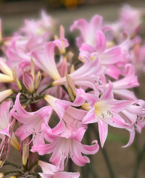 歐陽健勝 (@orthopaedicsur6) on Twitter photo 