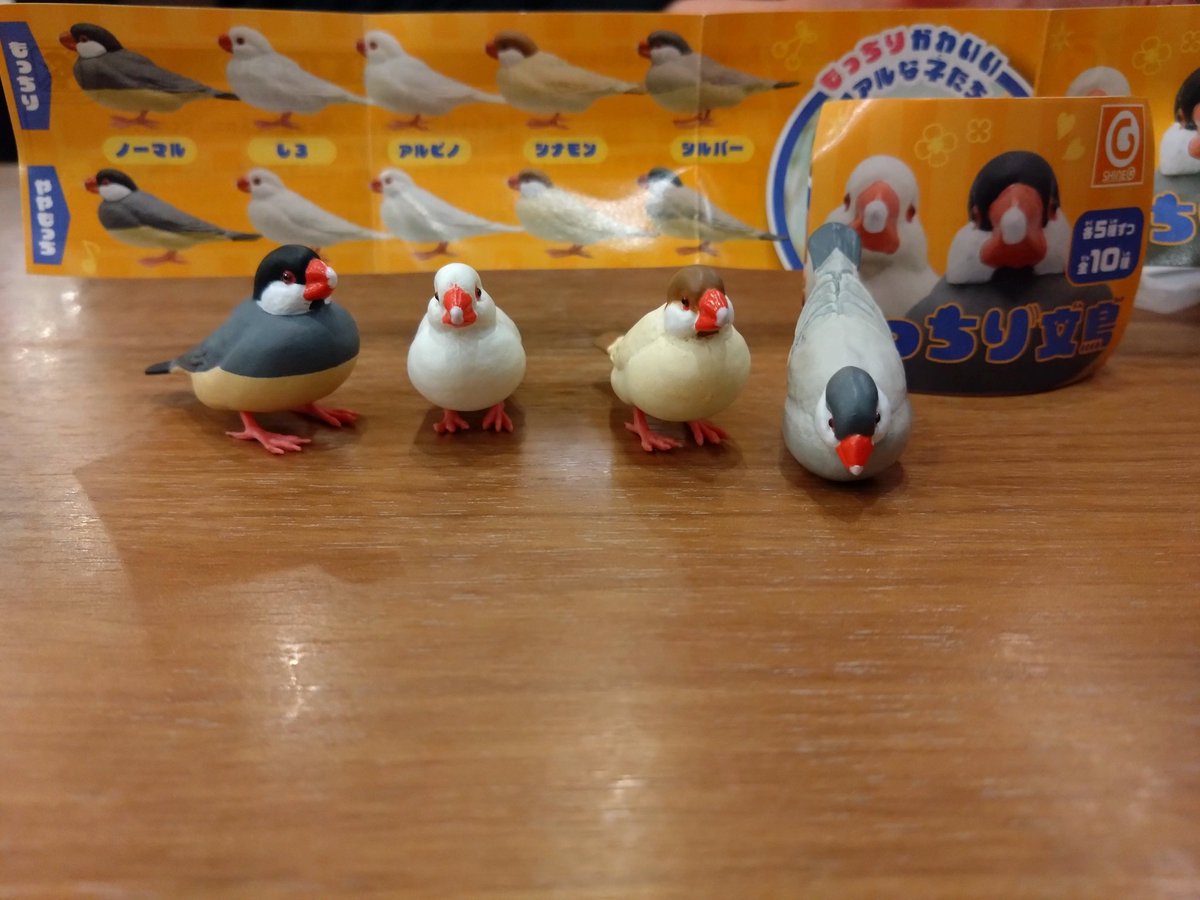 iuaaio's tweet photo. シャイングさんから発売のもっちり文鳥ガチャカワイイ♡４羽中、もっちりは１羽のみ。 https://t.co/MM9EcTO7pu