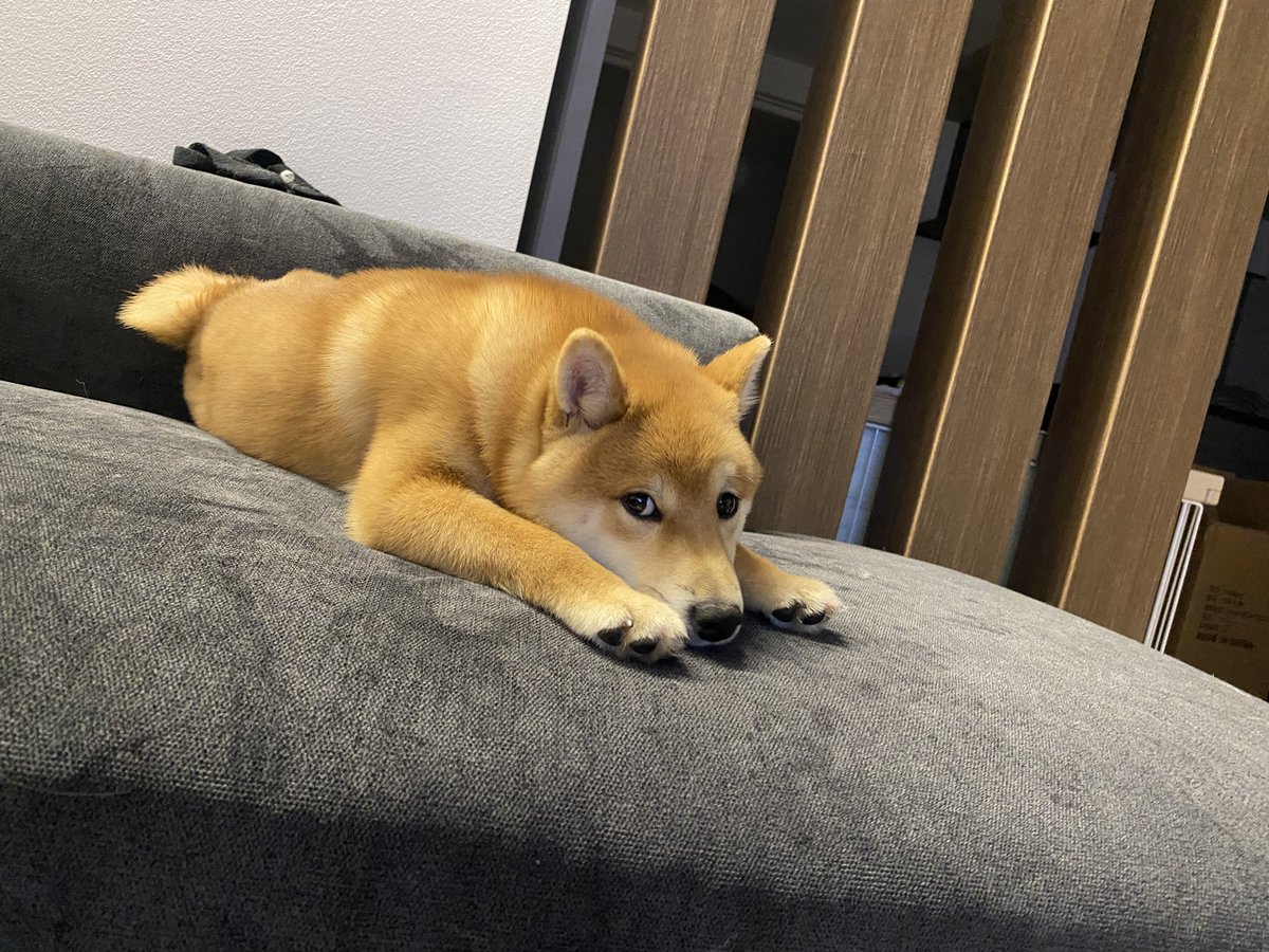 kinaco0825's tweet photo. きなこに弟が出来ました。
名前は「こむぎ」です。
よろしくお願いします！ https://t.co/dDnqqq5Oi1