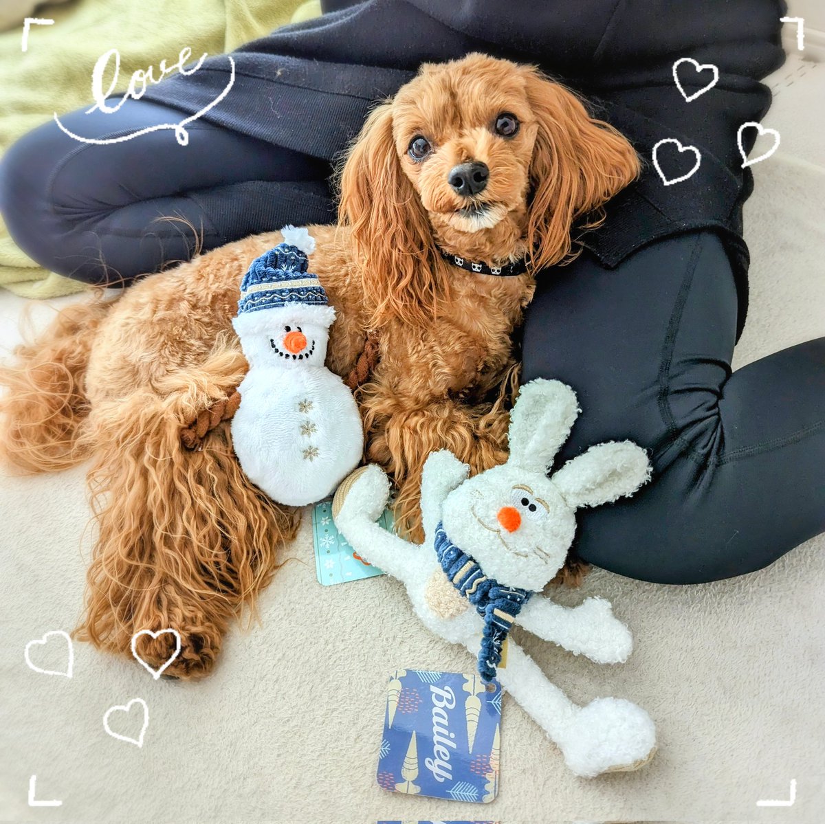 hapitan_marupu's tweet photo. ⁡⁡今月もドギーボックス届いたよー🐶🎶⁡
⁡ハピタンうさぎのぬいぐるみめっちゃ気に入ってるっっ😆✨⁡
足が左右に動くのとモコモコ素材なのが良き💕⁡
⁡来月もモコモコ素材のぬいぐるみだといいなー✨⁡
⁡⁡#マルプー #いぬのいる暮らし #犬のいるしあわせ #ドギーボックス #doggybox https://t.co/CipXfjifxM