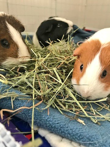 DAISYLittleOne1's tweet photo. Hoom got an update on #MamaElinor #BigSisMerida & #babyPhoebe. All are well and very happy π. @Neville_Dinah https://t.co/k8k9sgb32q