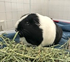DAISYLittleOne1's tweet photo. Hoom got an update on #MamaElinor #BigSisMerida & #babyPhoebe. All are well and very happy π. @Neville_Dinah https://t.co/k8k9sgb32q