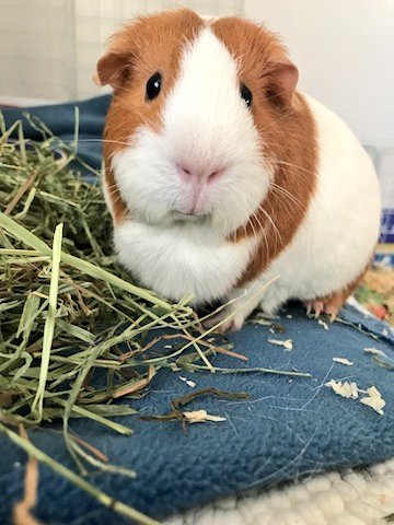 DAISYLittleOne1's tweet photo. Hoom got an update on #MamaElinor #BigSisMerida & #babyPhoebe. All are well and very happy π. @Neville_Dinah https://t.co/k8k9sgb32q