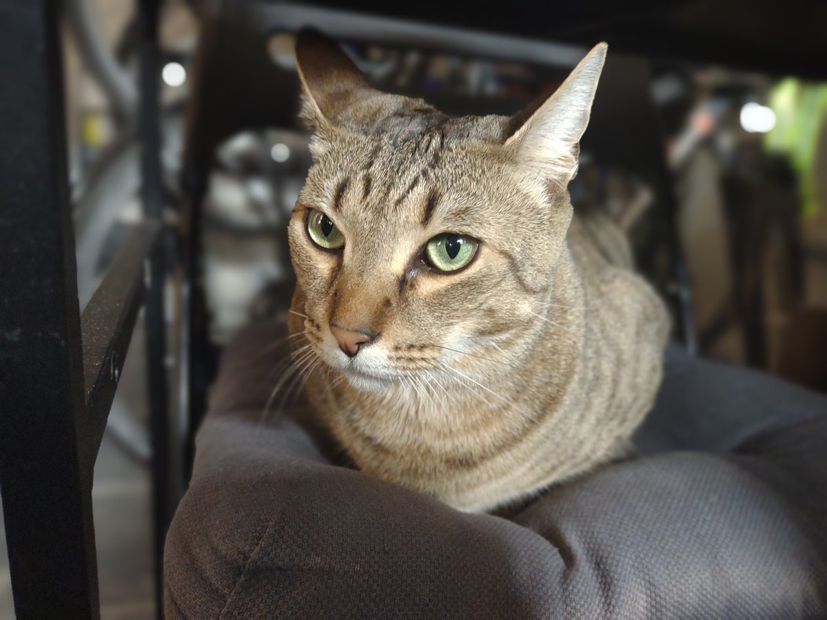 WillhelmLoafCat's tweet photo. Found the most perfect loaf, rate it out of 10!
#CatsOnTwitter #CatsOfTwittter #Caturday #loafcheck https://t.co/CEcV2zhBcd