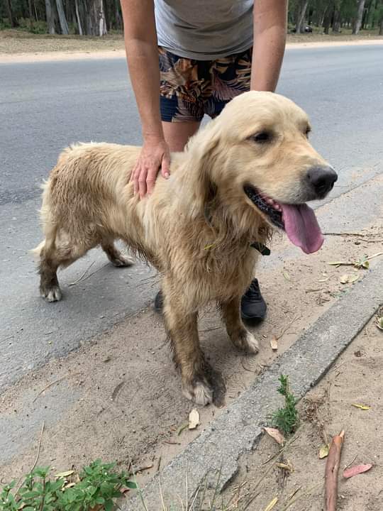 NanizSusana's tweet photo. GOLDEN CREMITA encontrado en Avda de Las América y Parque Roosevelt ,collar azul verdoso sin chapita .
098844595 en Facebook. https://t.co/wzVSHxdiHb