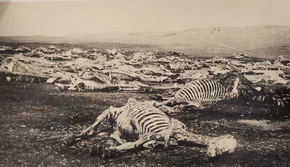 GuerraenlaUni's tweet photo. Esqueletos de caballos tras una batalla en el frente del este durante la I Guerra Mundial. Este es el aspecto que debían de presentar muchos campos de batalla antiguos y medievales. https://t.co/JTyTAtvC2w