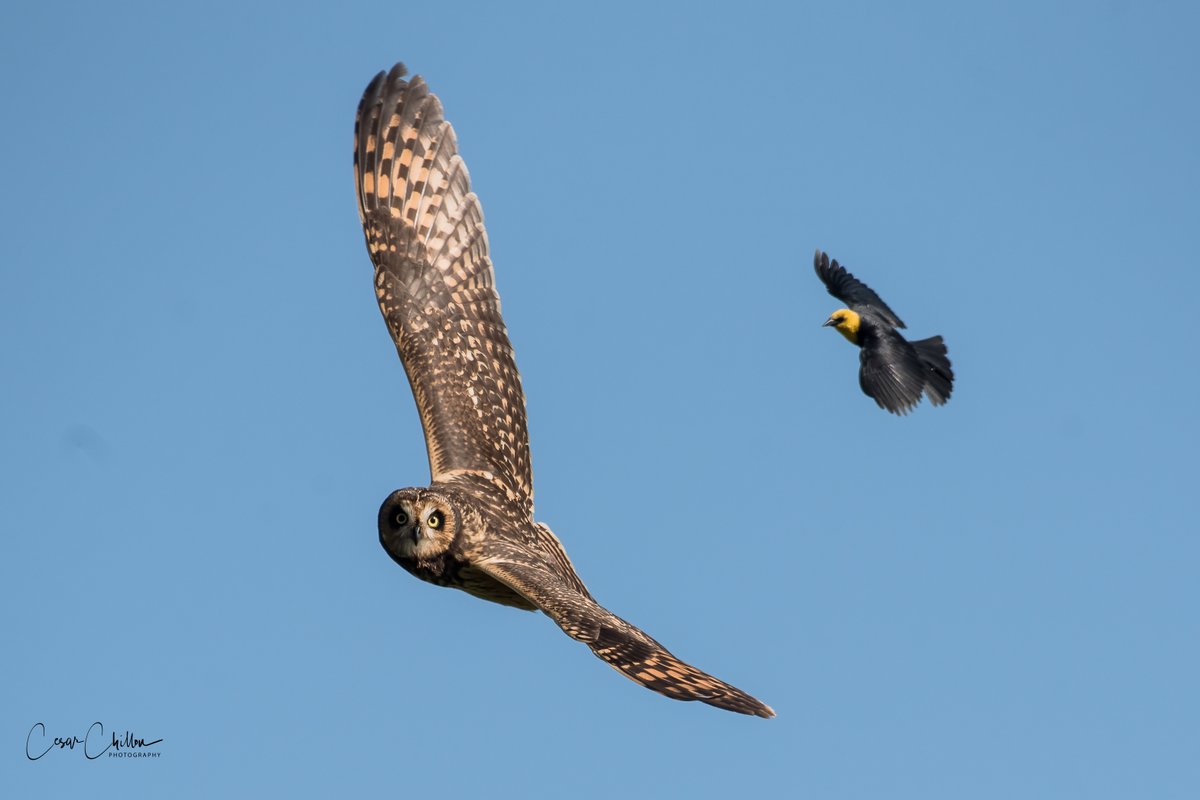 Cesar Ch tweet media