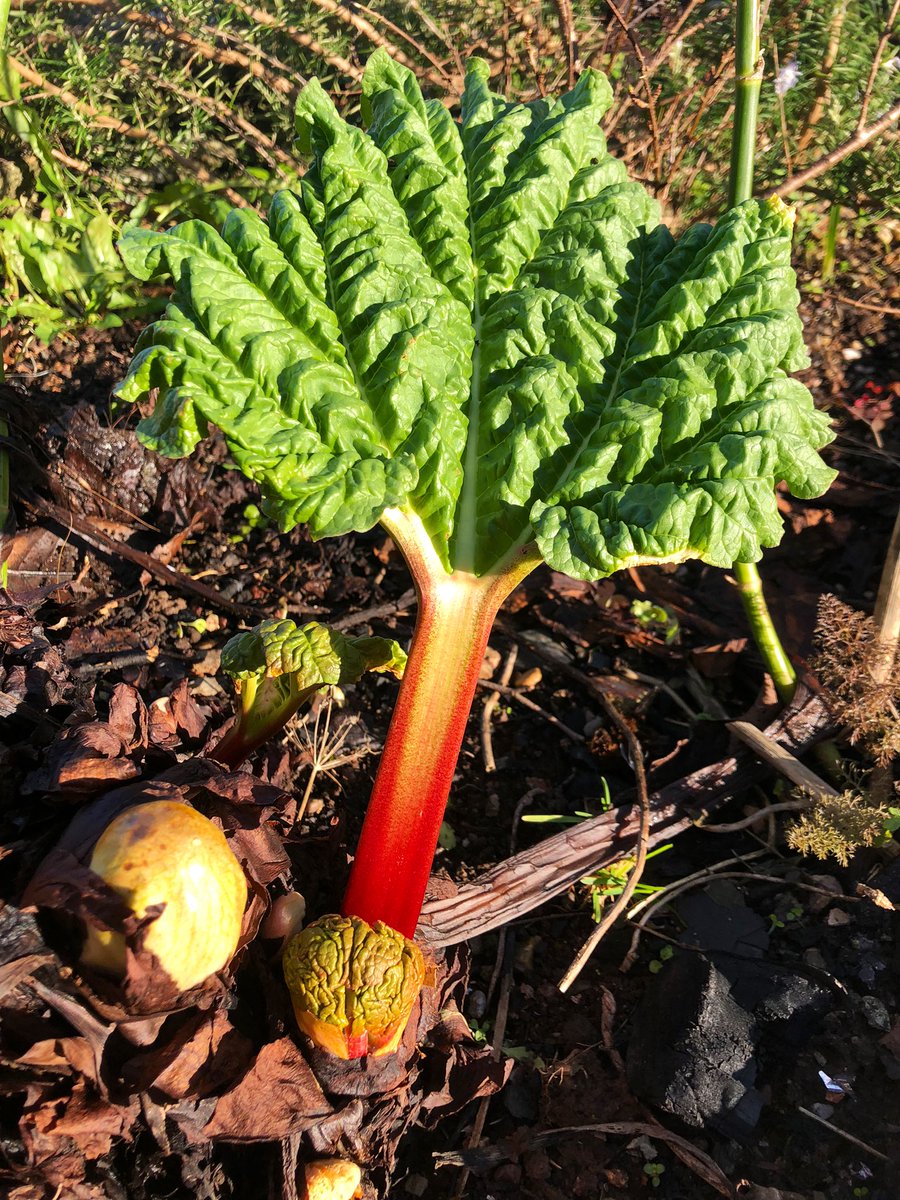 Rhubarb is almost ready 😍#signsofspring 
#growyourown