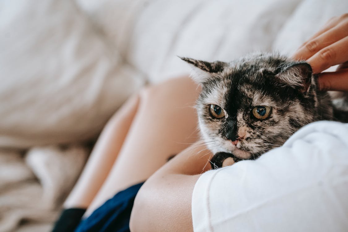 LakesVeterinary's tweet photo. Did you know hugs reduce stress, strengthen the immune system, and make us happy! In other words, if your pet is a snuggle bug, don't forget their daily hug! https://t.co/BLer2WBcfR