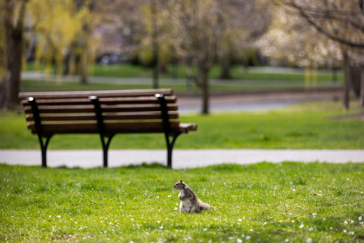 Happy National Squirrel Appreciation Day to Boston's squirrels who appreciate our many parks and green spaces just as much as we do!