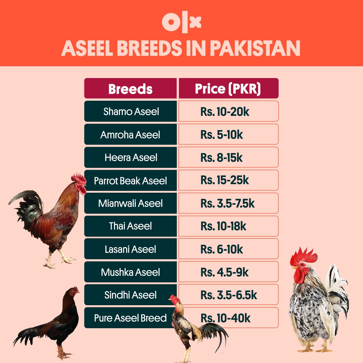 OLX_Pakistan's tweet image. Take a look at the diverse and majestic Aseel rooster breeds of Pakistan! Find your perfect match from the rare Heera, the elegant Sindhi, the majestic Mushka and many more at an affordable price on OLX Pakistan. 

#Aseel #Rooster #Pakistan #Breeds #Beauty #OLXpakistan