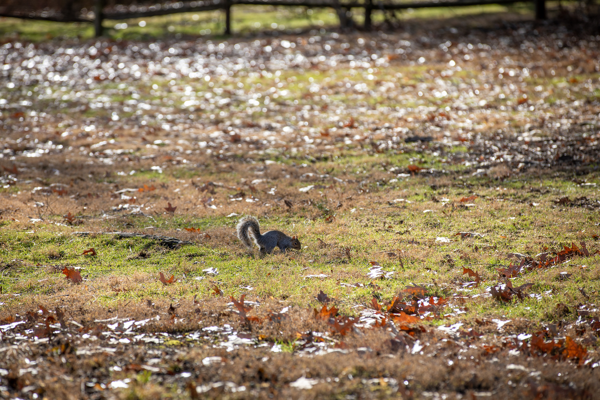 VTFacilities's tweet photo. It's National Squirrel Appreciation Day! 🚨🐿️

We are going nuts for our @virginia_tech campus furry friends! 🌰🎉 https://t.co/RI2PDMIQs7