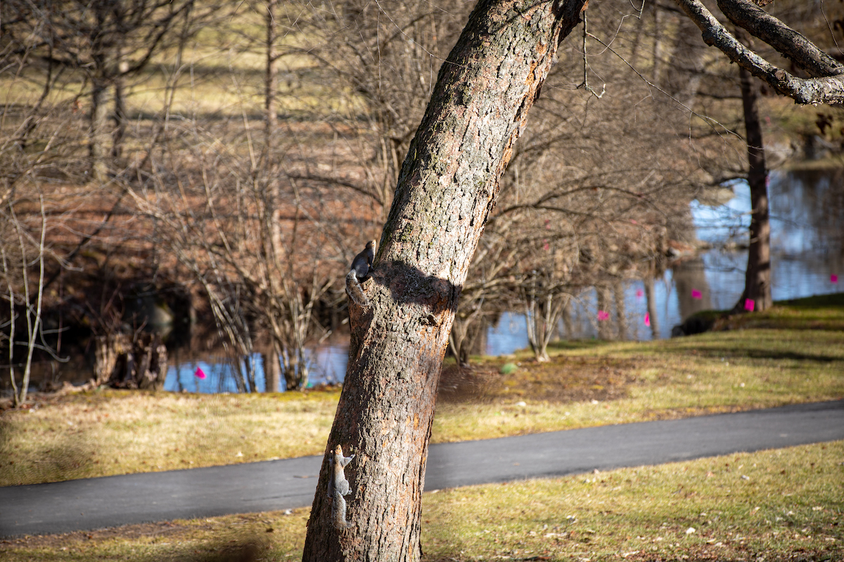 VTFacilities's tweet photo. It's National Squirrel Appreciation Day! 🚨🐿️

We are going nuts for our @virginia_tech campus furry friends! 🌰🎉 https://t.co/RI2PDMIQs7
