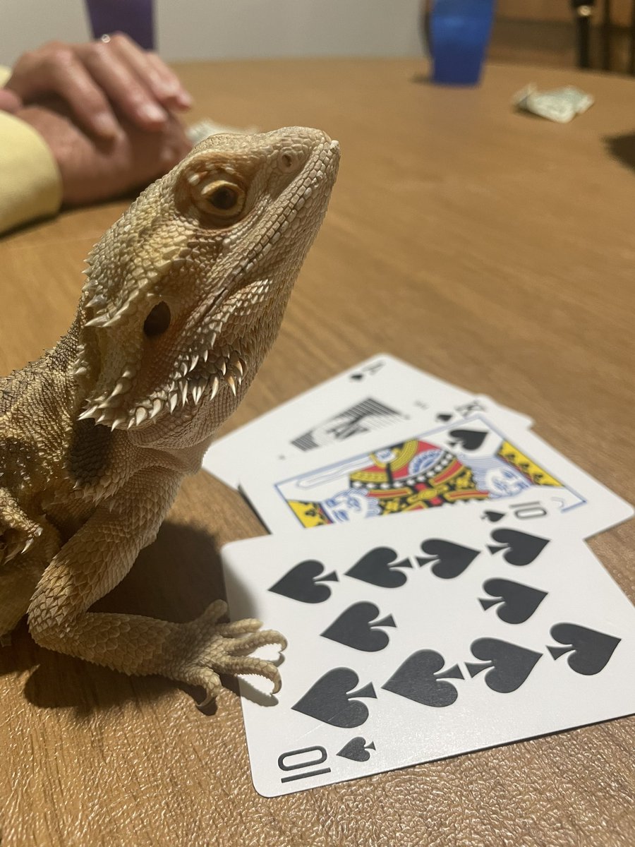 EpicLootExotics's tweet photo. We’ve been hard at work getting things ready but family came in from out of town so even the beardies are taking it easy this weekend https://t.co/cseN5IoEqb
