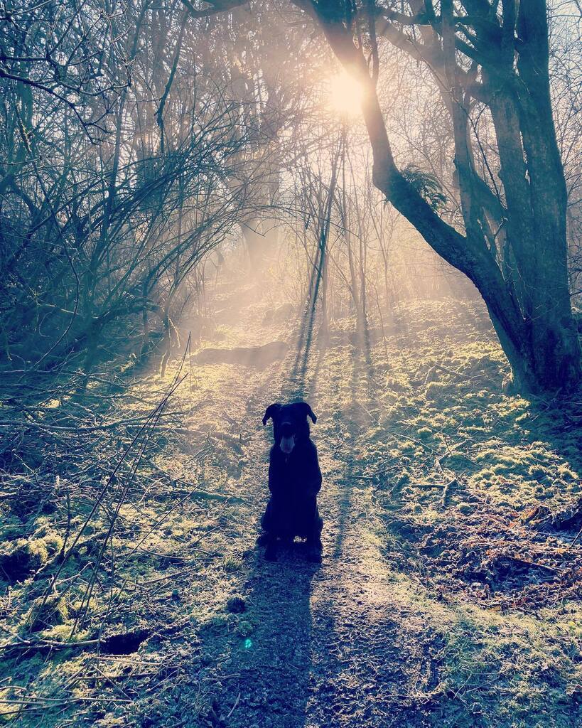 First walk for a while as I’ve been nursing a broken big toe…. I picked a stunning morning for it though walking through the mist to eventually find the sun!

#chosenhill #churchdown #gloucestershire #blacklab #dogwalk #mist #winter instagr.am/p/Cnrj1ADN8Xi/
