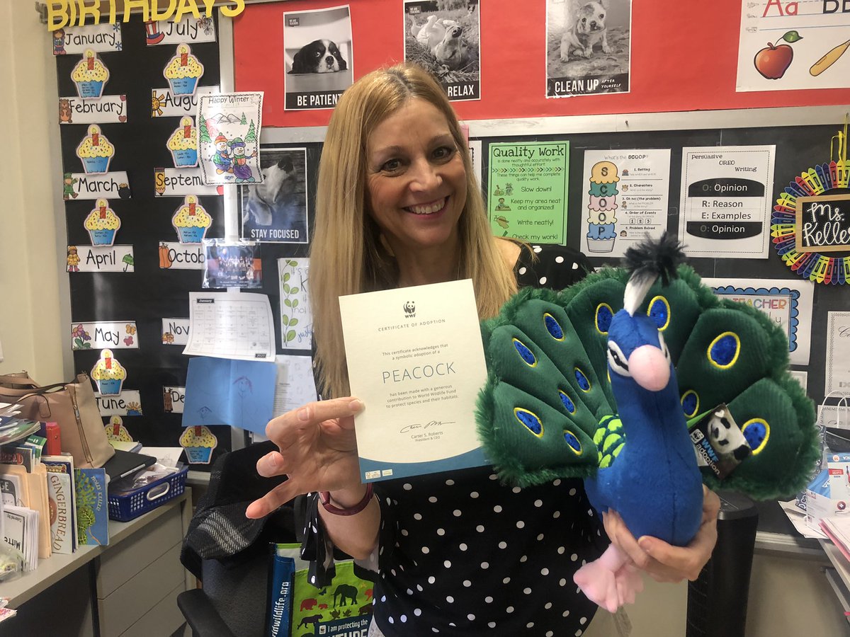 stjoescarteret's tweet photo. @World_Wildlife @Inha1864 @MyCarteret @DanReiman SJS kindergartners adopted, Sprinkles, the peacock from @World_Wildlife #wildlife #catholicschools #SJSRocks https://t.co/4WQIDlBnfl