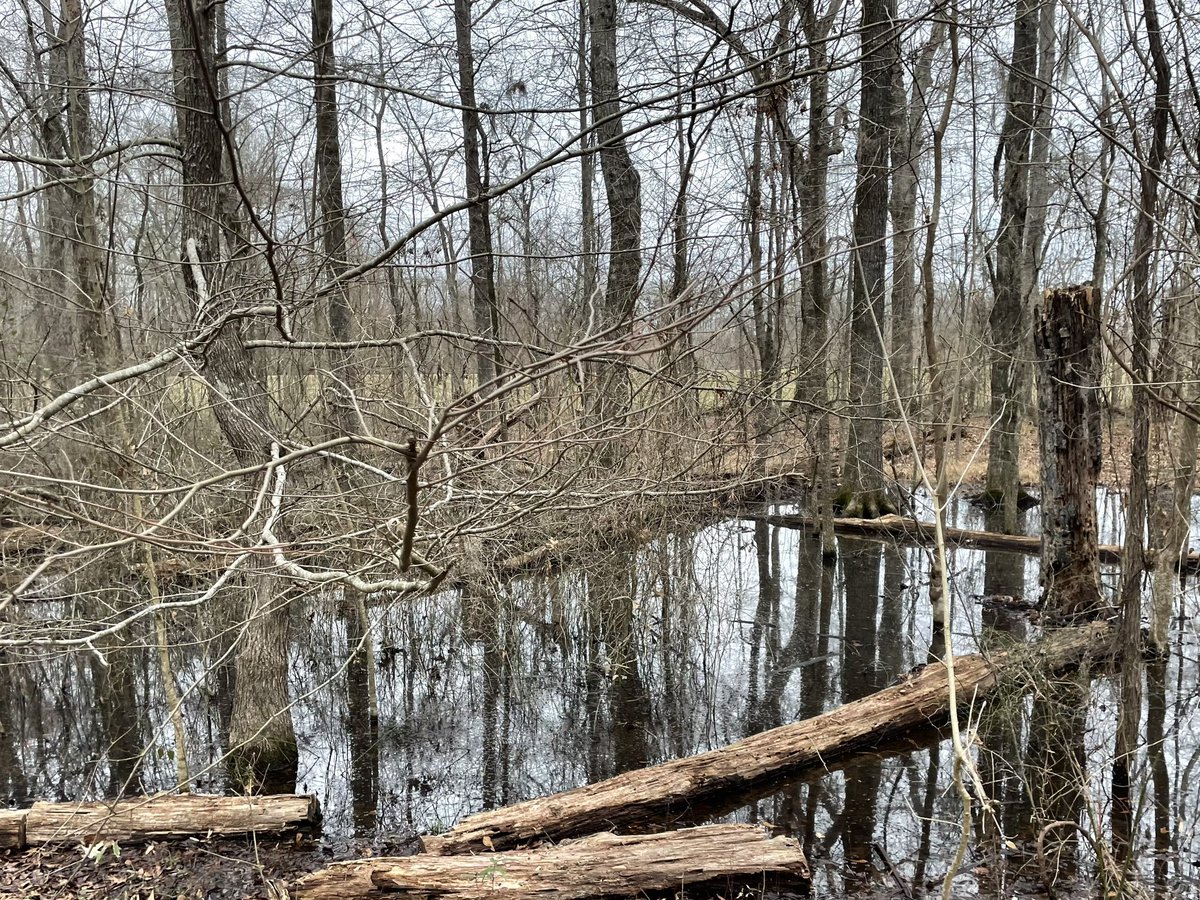 Marshall Ramsey ✏️ tweet media