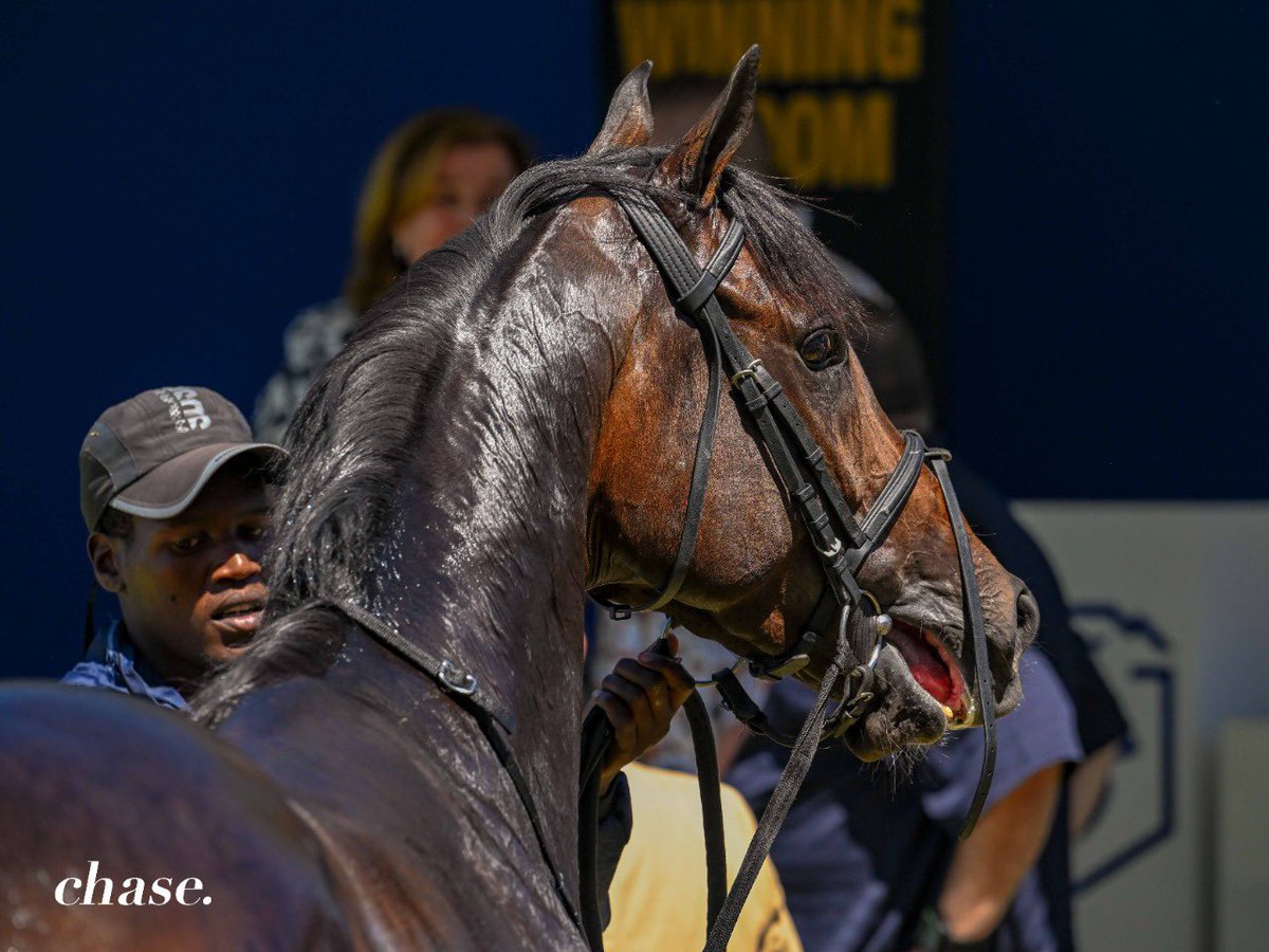 Nothing like a bit of Lady Luck to get us over the line, Caroline you must be our lucky charm. 
___

COUNTDOWN proves himself over the 1200m with such grace and ease. Perfectly placed and ridden by jockey Ashton Arries.
___