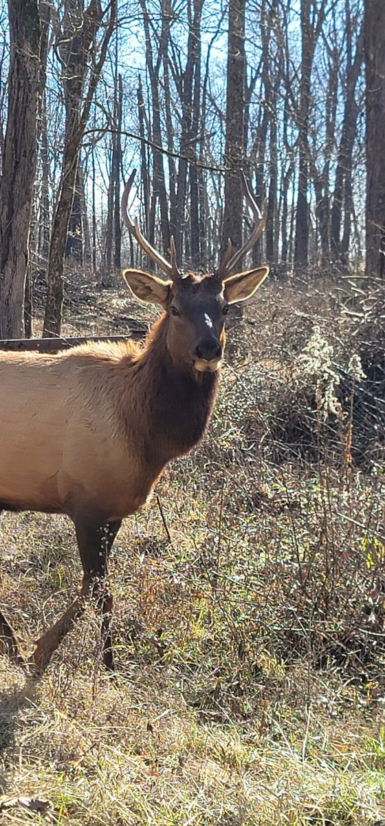 CrouseOutside's tweet photo. Bull elk in Caryville, TN https://t.co/hQ5ki0AqW5
