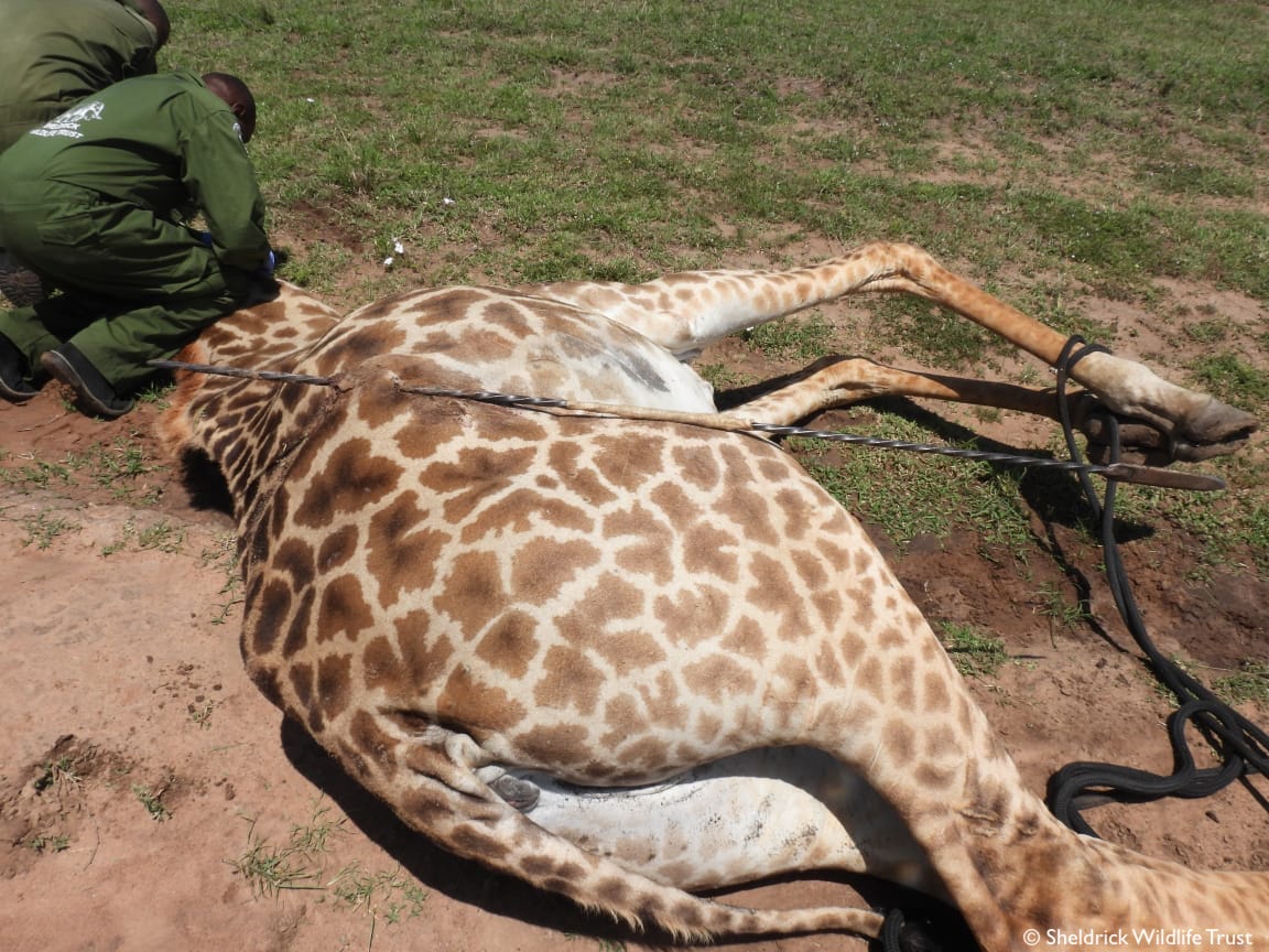SheldrickTrust's tweet image. Yesterday our SWT/KWS Mara Vet Unit was in action saving a giraffe mum who'd been speared! Giraffes are tricky to treat, but the team was up to the task. After a seamless operation to remove the spear &amp;amp; treat the wound, mum was standing tall once more &amp;amp; reunited with her baby.