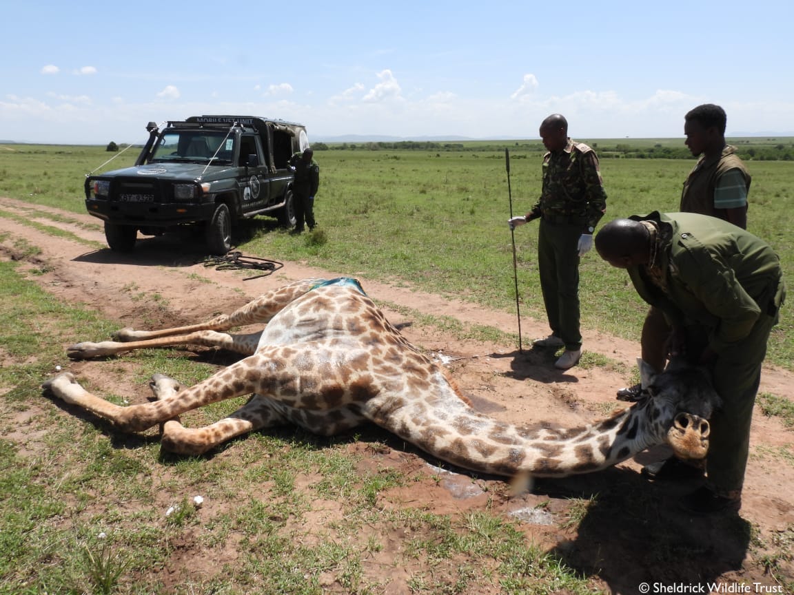 SheldrickTrust's tweet image. Yesterday our SWT/KWS Mara Vet Unit was in action saving a giraffe mum who'd been speared! Giraffes are tricky to treat, but the team was up to the task. After a seamless operation to remove the spear &amp;amp; treat the wound, mum was standing tall once more &amp;amp; reunited with her baby.