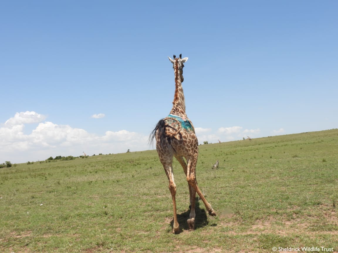 SheldrickTrust's tweet image. Yesterday our SWT/KWS Mara Vet Unit was in action saving a giraffe mum who'd been speared! Giraffes are tricky to treat, but the team was up to the task. After a seamless operation to remove the spear &amp;amp; treat the wound, mum was standing tall once more &amp;amp; reunited with her baby.