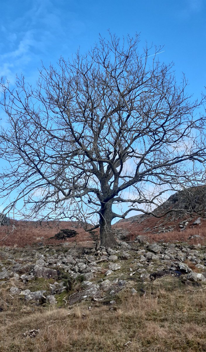 RichMalNich's tweet image. Tree o'r'day   #ulpha   #swLakes