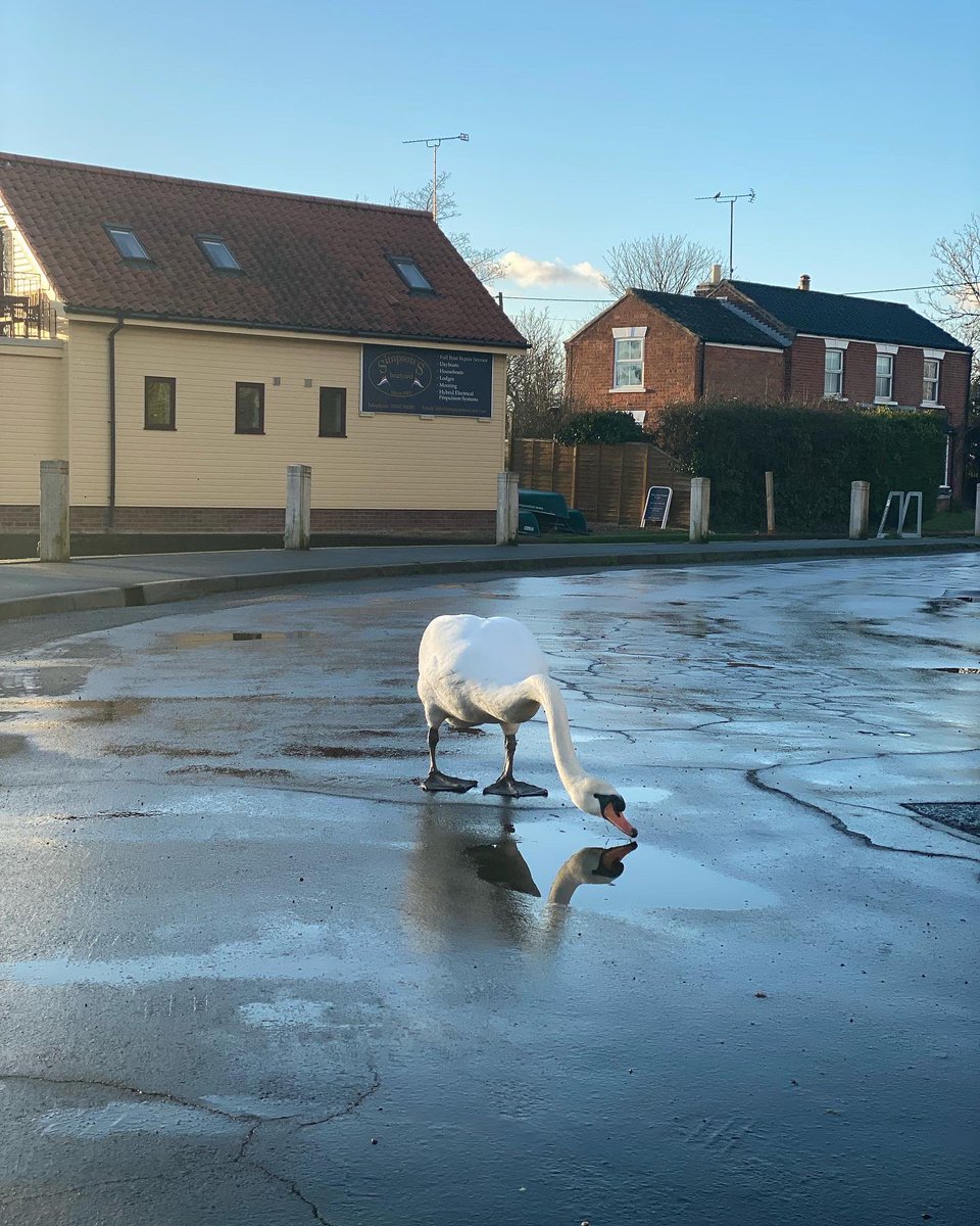 Only in Stalham…  😎 

#thephotohour #norfolk #StormHour #phonephotography #localwildlife #winter