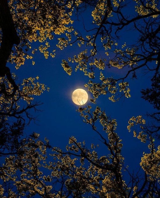 softdeIicacy's tweet photo. i am a moon lover. https://t.co/0OdDYbjfbT