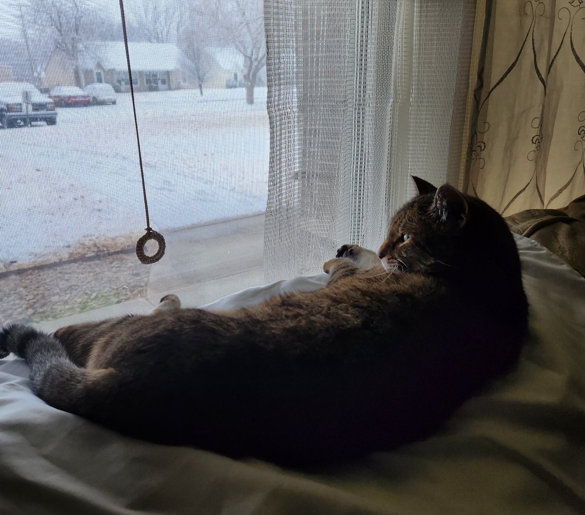 Happy #Caturday #CatsOfTwitter !
Weller is laying on her heaty pad watching the snow. Hope all the kitties have a pawtastic day!😃